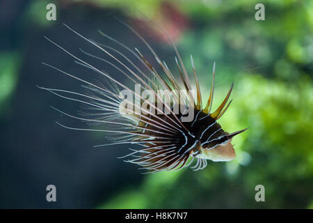Spotfin lionfish (Pterois antennata), also known as the broadbarred firefish. Stock Photo