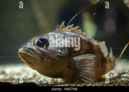 Blackbelly rosefish (Helicolenus dactylopterus), also known as the bluemouth rockfish. Stock Photo