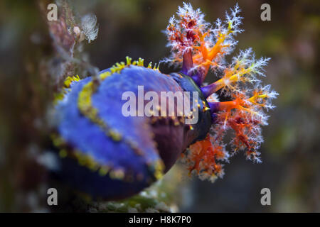 Australian sea apple (Pseudocolochirus axiologus). Stock Photo