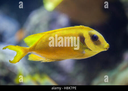 Blue-spotted spinefoot (Siganus corallinus), also known as the coral rabbitfish. Stock Photo
