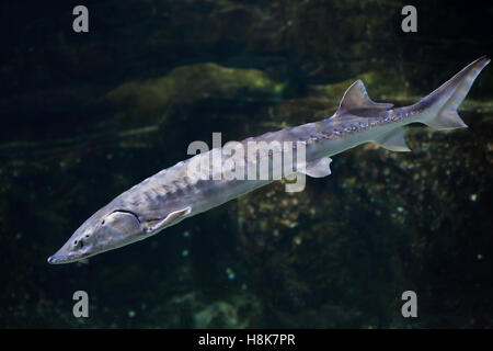 European sea sturgeon (Acipenser sturio), also known as the Atlantic sturgeon. Stock Photo