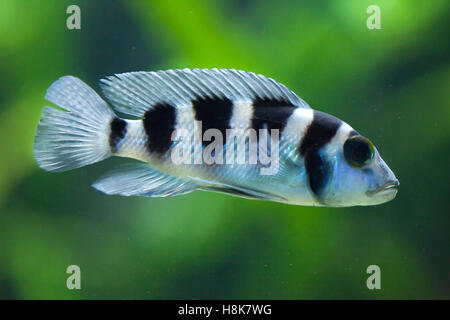 Frontosa (Cyphotilapia frontosa), also known as the humphead cichlid. Juvenile fish. Stock Photo
