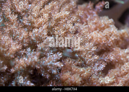 Grube's gorgonian (Pinnigorgia flava). Sea animal. Stock Photo