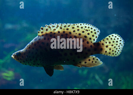 Humpback grouper (Cromileptes altivelis), also known as the panther grouper. Stock Photo