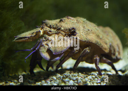 Mediterranean slipper lobster (Scyllarides latus). Stock Photo