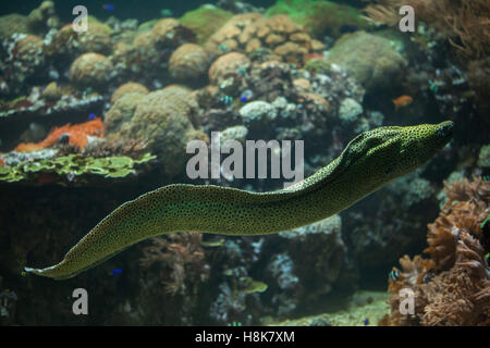 Laced moray (Gymnothorax favagineus), also known as the leopard moray. Stock Photo