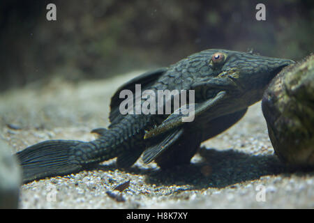 Royal panaque (Panaque nigrolineatus), also known as the royal pleco. Stock Photo