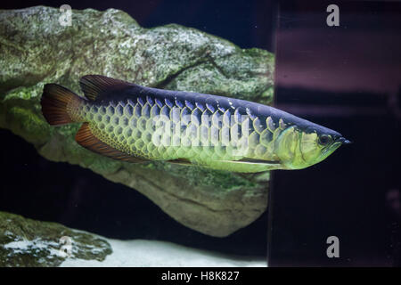 Asian arowana (Scleropages formosus). Freshwater fish. Stock Photo