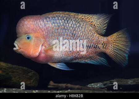 Quetzal cichlid (Paraneetroplus synspilus), also known as the redhead cichlid. Stock Photo