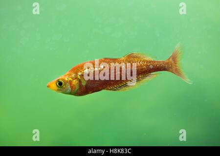 Red rainbowfish (Glossolepis incisus), also known as the salmon-red rainbowfish. Stock Photo