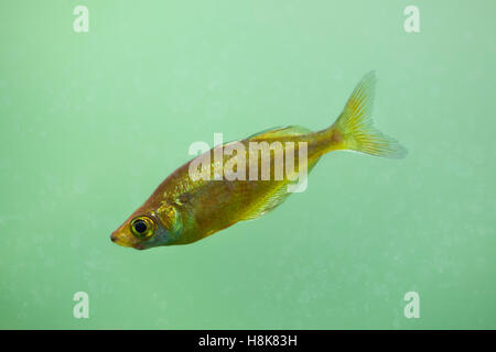 Red rainbowfish (Glossolepis incisus), also known as the salmon-red rainbowfish. Stock Photo