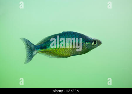 New Guinea rainbowfish (Melanotaenia affinis). Stock Photo