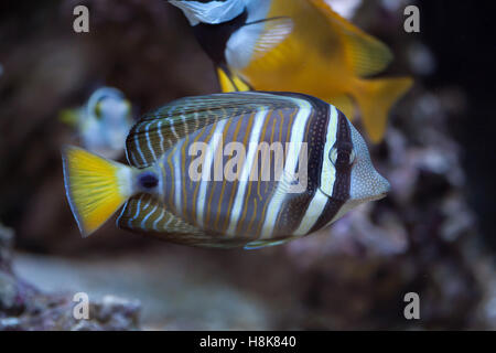 Sailfin tang (Zebrasoma veliferum). Marine fish. Stock Photo