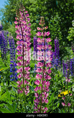 Purple and pink lupins wild flowers in Newfoundland in backlit Stock Photo