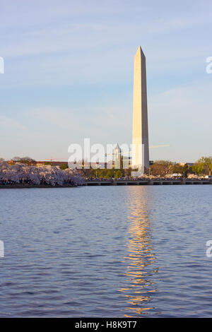 National Monument with blossoming cherry trees around Tidal Basin in Washington DC, USA. Stock Photo