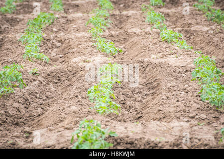 Meki Batu, Ethiopia - Young pepper plants at the Fruit and Vegetable Growers Cooperative in Meki Batu. Stock Photo