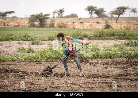 Meki Batu, Ethiopia - Young male worker irrigating the fields at the Fruit and Vegetable Growers Cooperative in Meki Batu. Stock Photo