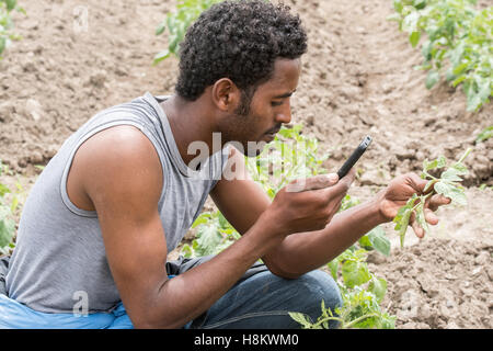 Meki Batu, Ethiopia - Young male worker taking pictures a cell phone of pepper plants at the Fruit and Vegetable Growers Coopera Stock Photo