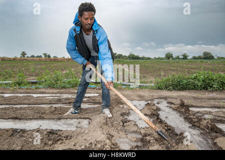 Meki Batu, Ethiopia - Young male worker irrigating the fields at the Fruit and Vegetable Growers Cooperative in Meki Batu. Stock Photo