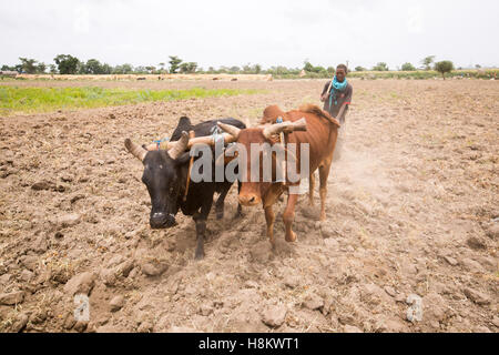 Meki Batu, Ethiopia - Young male workers steering cattle to till the ground at the Fruit and Vegetable Growers Cooperative in Me Stock Photo