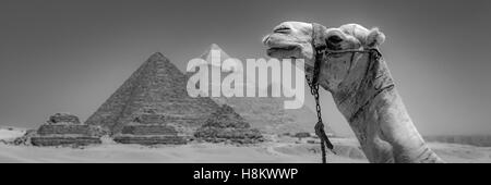 Cairo, Egypt Close up of camel resting in the desert with the three Great pyramids of Giza in the background. From left to right Stock Photo