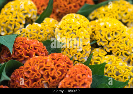 Amsterdam, Netherlands close up of orange and yellow cockscomb flowers for sale in an outdoor market. Stock Photo