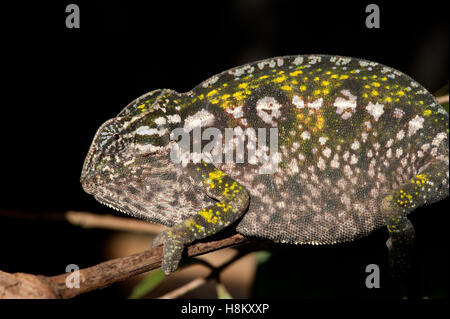 Jeweled chameleon (Furcifer lateralis) Stock Photo