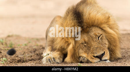 Tight frontal portrait of a Male lion (Panthera leo) sleeping with his eyes closed Stock Photo