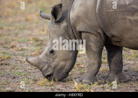 Closeup portrait of a white rhino (Ceratotherium simum) grazing Stock Photo