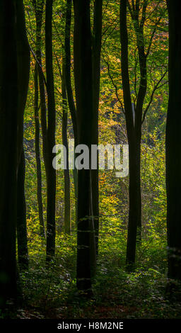 Early autumn among the silver birch trees of an English wood. Eartham Wood near Chichester, West Sussex Stock Photo