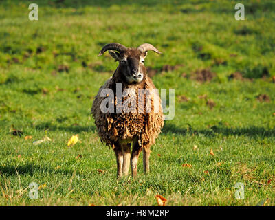 single Soay sheep (Ovis aries) with two short horns and fleece of rough brown wool chewing on village green in Cumbria Stock Photo