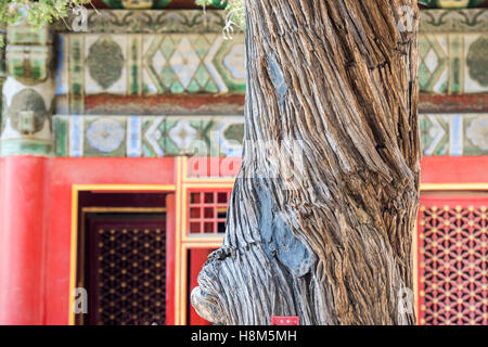 Beijing China - Detail of a tree in front of the ornamented architecture of the Palace Museum located in the Forbidden City.