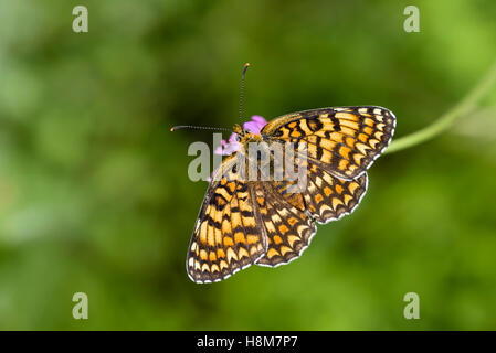 Flockenblumen-Scheckenfalter, Melitaea phoebe, Knapweed Fritillary Butterfly Stock Photo