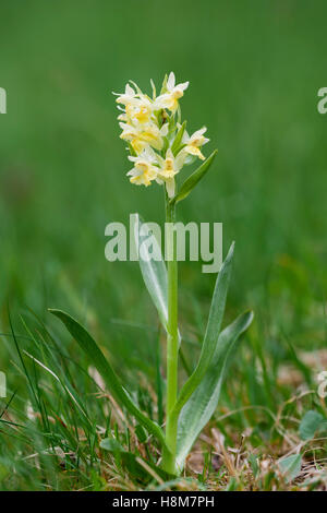 Holunder-Knabenkraut, Dactylorhiza sambucina, Elder-flowered Orchid Stock Photo