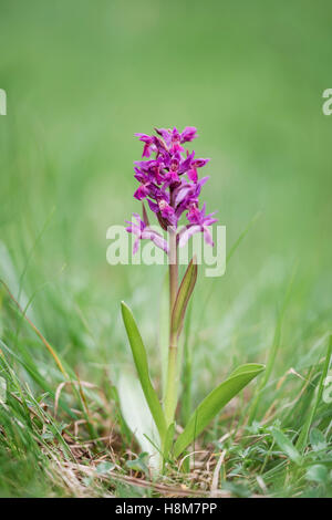 Holunder-Knabenkraut, Dactylorhiza sambucina, Elder-flowered Orchid Stock Photo