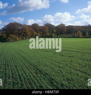 Rows of a young barley crop, sown in autumn, with trees in seasonal colour on a fine day, Berkshire, November Stock Photo