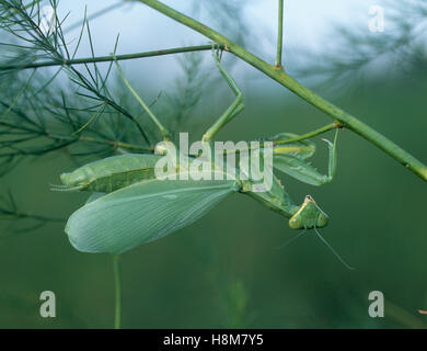 A female praying mantis, Mantis religiosa, on an asparagus fern after going through ecdysis, Thailand Stock Photo