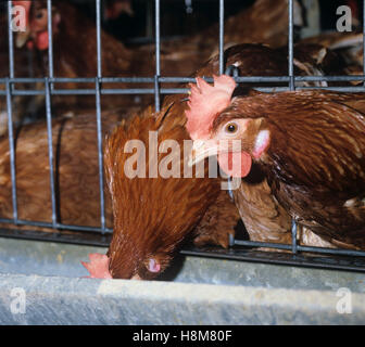 Caged brown warren battery egg laying hens and feeding trough Stock Photo