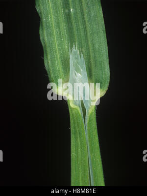 Sterile or barren brome, Bromus sterilis, leaf ligule Stock Photo