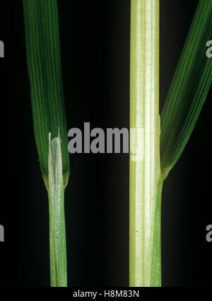 Loose silky-bent, Apera spica-venti, leaf ligule at the node and leafstalk of an agricultural grass weed Stock Photo