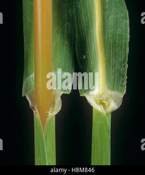Johnson grass, Sorghum halepense, leaf ligule at the node and leafstalk of an agricultural grass weed Stock Photo