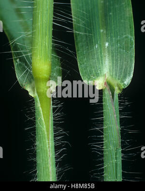 Large or hairy crabgrass, Digitaria, sanguinalis, leaf ligule, node and leafstalk of agricultural weed grass Stock Photo