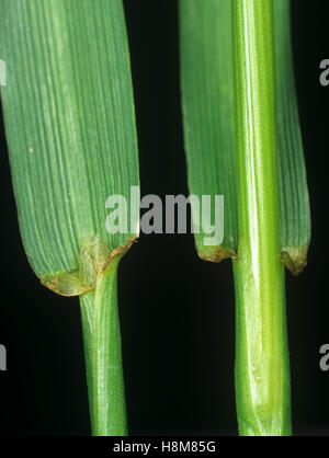 Perennial ryegrass, Lolium perenne, leaf ligule at the node and leafstalk of an agricultural grass Stock Photo
