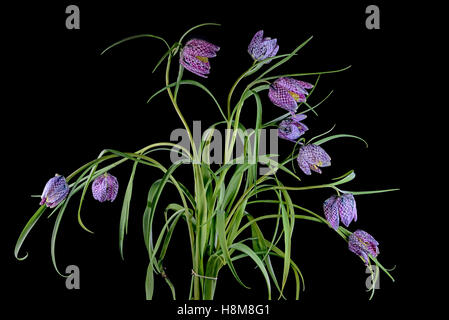 A bouquet of flowers of the Snake's Head Fritillary plant ( Fritillaria meleagris ) isolated on black Stock Photo