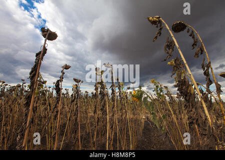 Field of dying sunflowers beneath storm clouds in southern Malawi, during the drought and food crisis of 2016 caused by El Nino. Stock Photo