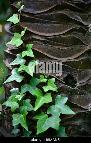 Ivy growing on ivory palm tree trunk, (Phytelephas macrocarpa), Jardín de Aclimatión de La Orotava, Botanical Gardens Stock Photo