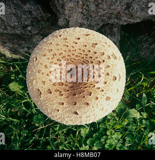 Parasol mushroom, Macrolepiota procera fully open Stock Photo