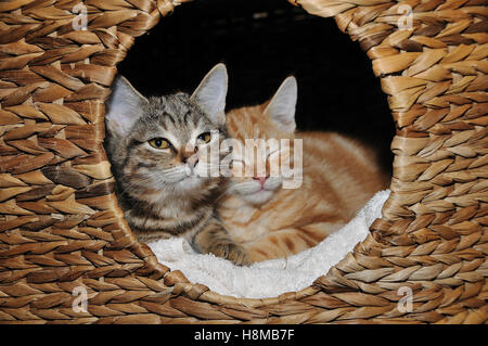Domestic Cat. Two 12 weeks old kittens smooching with one another in a cat basket. Germany, Stock Photo