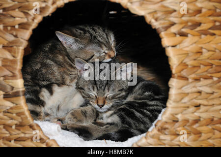 Domestic Cat. Two 12 weeks old kittens sleeping in a cat basket. Germany, Stock Photo