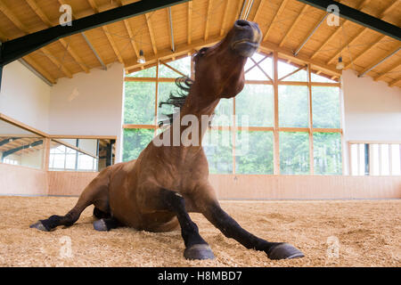 Pure Spanish Horse, Andalusian. Bay stallion rolling in a riding hall. Germany Stock Photo